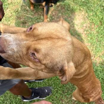 Mace -  Shepherd Dog for Adoption in Jacksonville, Arkansas - Mace | PetCurious