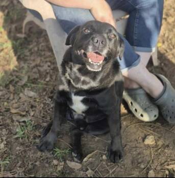 Rescue Labrador Retriever Dogs for Adoption in Philadelphia, Pennsylvania - Sammy | PetCurious