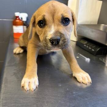 Labrador Retriever Dogs Available for Adoption in Tuscaloosa, Alabama - TUSC-Stray-84061_2 | PetCurious