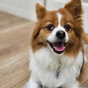 Asher -  Chihuahua and Mixed Breed Dog for Adoption in Chesapeake, Virginia - Asher | PetCurious