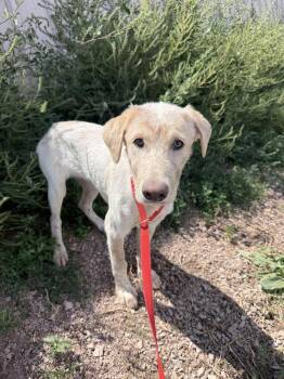 Kiara -  Great Pyrenees and Mixed Breed Dog for Adoption in Rapid City, South Dakota - Kiara | PetCurious