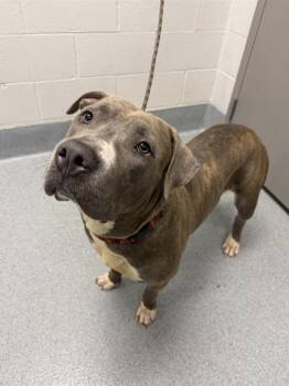BLUE -  Pit Bull Terrier Dog for Adoption in Indianapolis, Indiana - BLUE | PetCurious