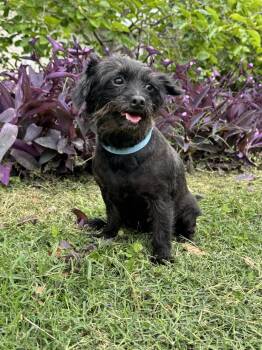 Jacy -  Dachshund and Terrier Dog for Adoption in Helotes, Texas - Jacy | PetCurious