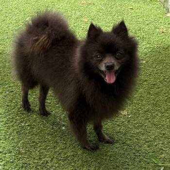 Blue Boy AKA Stephen 9271 -  Pomeranian and None Dog Available for Adoption in Loxahatchee Groves, Florida - Blue Boy AKA Stephen 9271 | PetCurious