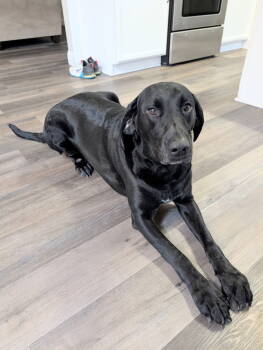 Rescue English Springer Spaniel Dogs for Adoption in Dallas, Texas - Roxie V (New Digs) | PetCurious