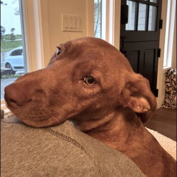 Rescue Mixed Breed Dogs for Adoption in San Juan Capistrano, California - June | PetCurious