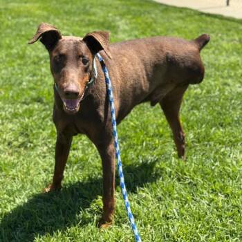 Canelo -  Doberman Pinscher Dog for Adoption in Goleta, California - Canelo | PetCurious