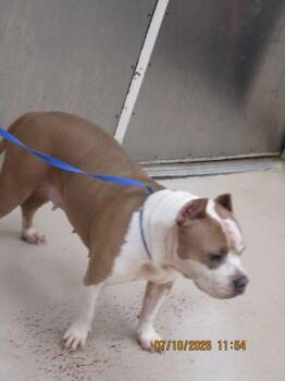 Carmen(872) -  Pit Bull Terrier Dog for Adoption in Marietta, Georgia - Carmen(872) | PetCurious