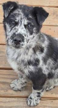 Australian Shepherd Dogs Available for Adoption - Mosiac | PetCurious