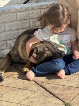 German Shepherd Dog Dogs Available for Adoption in Centreville, Virginia - Lilith 6879 | PetCurious
