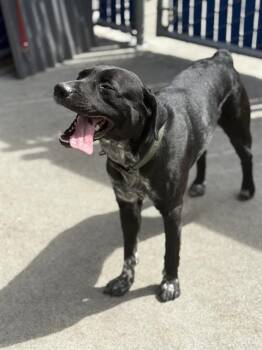 Rescue Australian Cattle Dog Blue Heeler and Labrador Retriever Dogs for Adoption in Alameda, California - BRADY | PetCurious