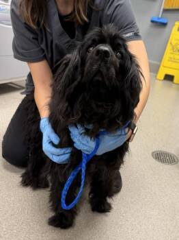 MIMIS -  Cocker Spaniel Dog for Adoption in Las Vegas, Nevada - MIMIS | PetCurious