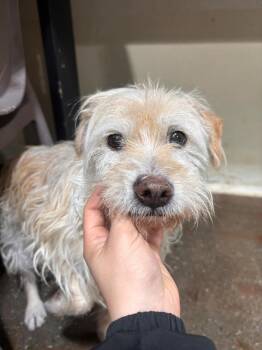 Mixed Breed Dogs Available for Adoption - Gyunwoo | PetCurious