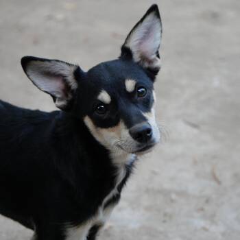 Rosa -  Rat Terrier and Chihuahua Dog for Adoption in Boulder, Colorado - Rosa | PetCurious