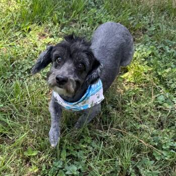 Frida Grace -  Maltese and Havanese Dog for Adoption in Houston, Texas - Frida Grace | PetCurious