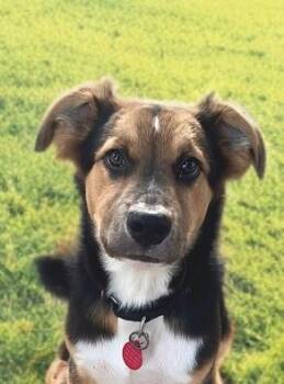 Orchid -  Mixed Breed and Shepherd Dog for Adoption in Houston, Texas - Orchid | PetCurious