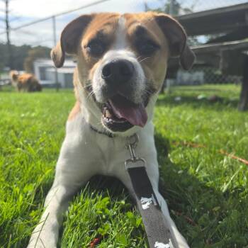 Lola -  Mixed Breed and Boxer Dog for Adoption in Middlebury, Vermont - Lola | PetCurious