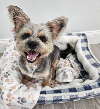BARLEY -  Border Terrier Dog for Adoption in Houston, Texas - BARLEY | PetCurious