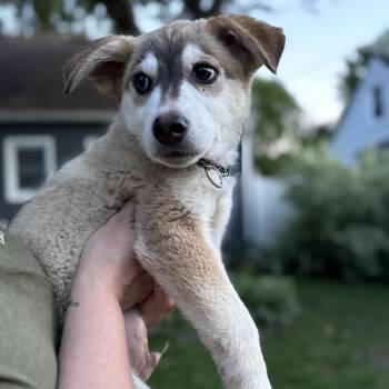 Niko -  Mixed Breed Dog for Adoption in Rochester, Minnesota - Niko | PetCurious