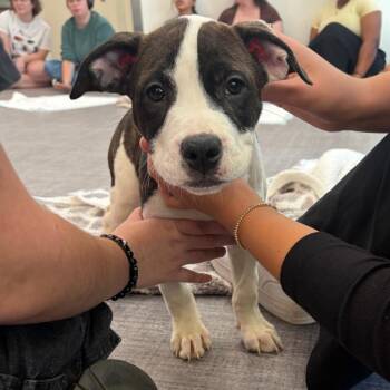 Pinecone -  Mixed Breed Dog for Adoption in Columbia, Missouri - Pinecone | PetCurious
