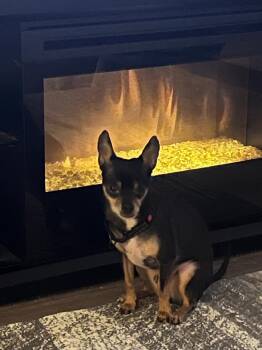 Chihuahua and Miniature Pinscher Dogs Available for Adoption in Toronto, Ontario - Jackson | PetCurious