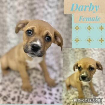 Boxer Dogs Available for Adoption in Manchester, Connecticut - Darby | PetCurious