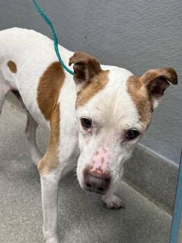 BOB -  Pit Bull Terrier Dog for Adoption in Las Vegas, Nevada - BOB | PetCurious