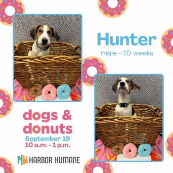 Hunter -  Mixed Breed Dog for Adoption in West Olive, Michigan - Hunter | PetCurious