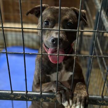 Rescue Pit Bull Terrier and Mixed Breed Dogs for Adoption in Fort Smith, Arkansas - Churchill | PetCurious