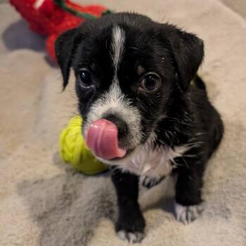 Quest -  Terrier and Mixed Breed Dog for Adoption in San Antonio, Texas - Quest | PetCurious