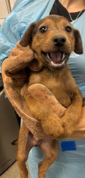 Mountain Rush -  German Shepherd Dog and Mixed Breed Dog for Adoption in Fresno, California - Mountain Rush | PetCurious
