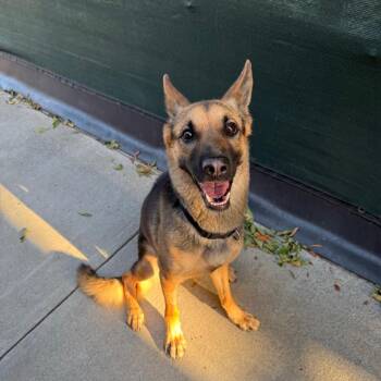 Loopy -  Shepherd Dog for Adoption in Fresno, California - Loopy | PetCurious