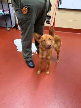 Sandyfox -  Mixed Breed Dog for Adoption in Douglasville, Georgia - Sandyfox | PetCurious