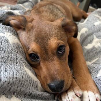 Rescue Cattle Dog and Mixed Breed Dogs for Adoption in Fredericksburg, Virginia - Metalla | PetCurious