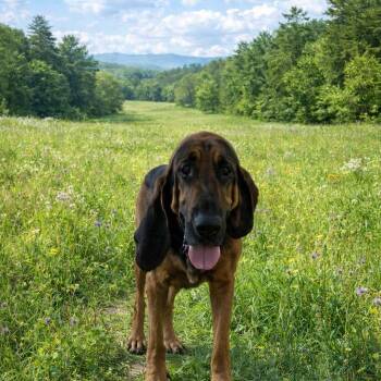 Mabel -  Bloodhound Dog for Adoption in Smithfield, North Carolina - Mabel | PetCurious