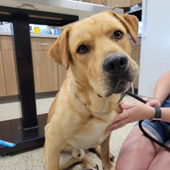 Winslow -  Yellow Labrador Retriever and Mixed Breed Dog for Adoption in Nashville, Indiana - Winslow | PetCurious