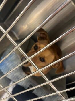 Mixed Breed Dogs Available for Adoption in Columbia, Tennessee - Wheaty | PetCurious