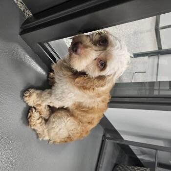 Cockapoo Dogs Available for Adoption in Kalamazoo, Michigan - Nugget | PetCurious