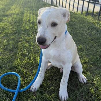 Bean -  Hound and Beagle Dog for Adoption in Harlingen, Texas - Bean | PetCurious