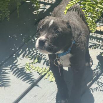 Mixed Breed Dogs Available for Adoption in Springfield, Missouri - Orion  | PetCurious