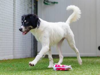 Meesh -  Great Pyrenees and Labrador Retriever Dog for Adoption in Bloomfield, Connecticut - Meesh | PetCurious