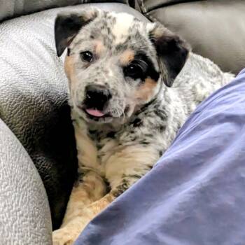 Rescue Australian Cattle Dog Blue Heeler and Border Collie Dogs for Adoption in Kansas City, Missouri - Frank | PetCurious