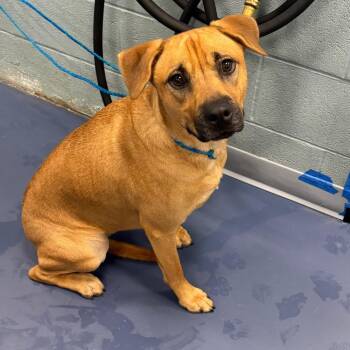 Jupiter -  Husky and Pit Bull Terrier Dog for Adoption in Greensboro, North Carolina - Jupiter | PetCurious