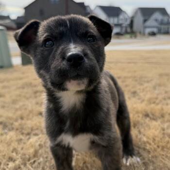 Mixed Breed Dogs Available for Adoption - Robin Hood | PetCurious