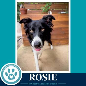 Border Collie Dogs Available for Adoption in Kimberton, Pennsylvania - Rosie (Mom To Rosie