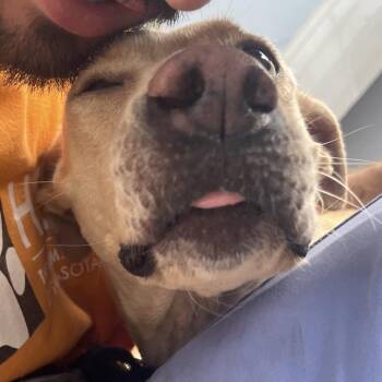 Mixed Breed Dogs Available for Adoption in Sarasota, Florida - Britney | PetCurious