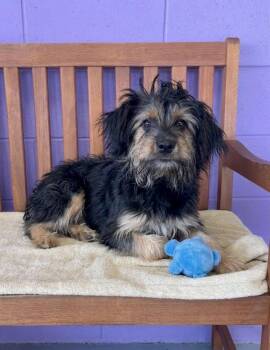 **TEDDY** -  Poodle and Schnauzer Dog for Adoption in North Prairie, Wisconsin - **TEDDY** | PetCurious