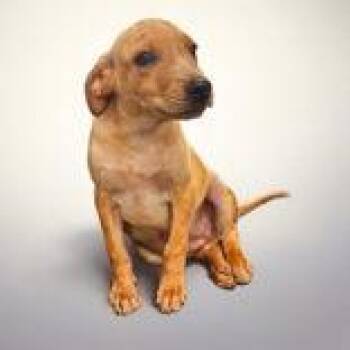 Norris -  Greyhound and Hound Dog for Adoption in Portsmouth, Ohio - Norris | PetCurious