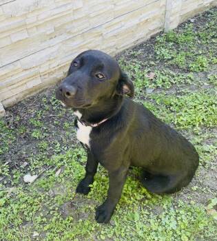 Black Labrador Retriever and German Shorthaired Pointer Dogs Available for Adoption - Ewenice  | PetCurious