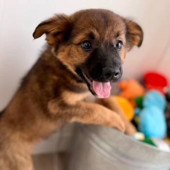 Hadley -  Wheaten Terrier and Mixed Breed Dog for Adoption in Green Bay, Wisconsin - Hadley | PetCurious